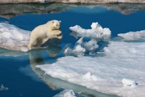 Сокращение площади полярных ледников в Арктике за минувшее столетие  – это факт, с которым трудно спорить