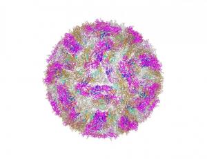 Вирус Зика – представитель рода Flavivirus, включающего 53 вида РНК-содержащих вирусов