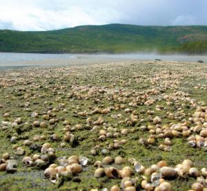 Тысячи мертвых моллюсков на побережье бухты Сеногда, май 2014 г