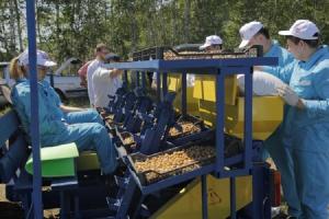 Российско-китайский картофельный проект, реализация которого началась посадкой первых гектаров картофеля весной в Черепановском районе