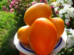 Среди томатов хитом продаж в течение нескольких сезонов остается оранжевоплодный сорт «Олеся», славящийся своим отчетливо сладким вкусом