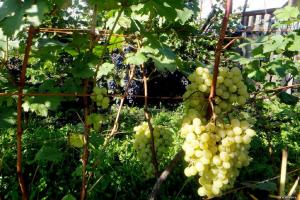 У многих садоводов Сибири получается вырастить богатый урожай на своих виноградниках