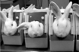 Подопытных кроликов постепенно должны потеснить методы компьютерного моделирования и лабораторные исследования клеточных культур. Фото издания «Знание – сила»