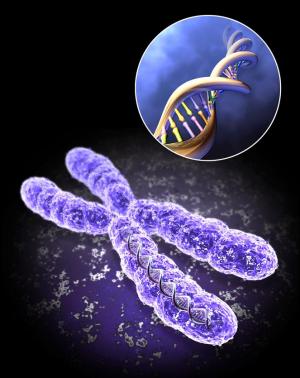 Огромное множество полиморфных ДНК-маркеров, выявленное при расшифровке  генома человека, стало мощным инструментом для описания на новом уровне генетических особенностей народов