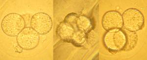 Преимлантационный эмбрион — это та удивительная стадия в развитии млекопитающих, когда зародыш состоит всего из нескольких клеток