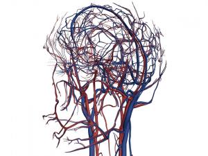 Модель сосудов головного мозга