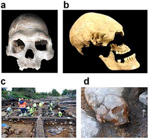 a - череп охотника-собирателя (Лошбур, Люксенбург); b - череп раннего европейского земледельца (из недостающего нижнего правого зуба были получены образцы ДНК) (Штутгарт, Германия);  c - раскопки захоронения древних охотников-собирателей (Мотала, Швеция), там найдено 7 скелетных останков возрастом 8000 лет, пригодных для расшифровки геномов; d - один из них