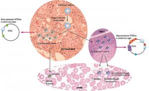 Лимфоциты – главные клетки иммунной системы, обеспечивающие гуморальный (выработку антител) и клеточный иммунитет