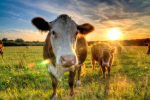 Крупнейшие мировые производители мяса и молока используют лошадиные дозы антибиотиков для профилактики инфекций среди скота