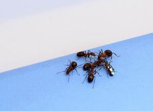 Одно из направлений исследовательской деятельности Жанны Резниковой – язык мурьавьев