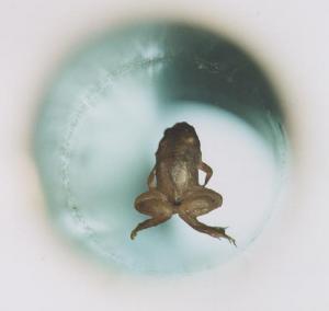 Магнитная левитация лягушки. За нее Андрей Гейм получил Шнобелевскую премию по физике в 2000 году