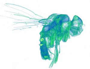 Сделанная исследователями ИЯФ установка для рентгеновской вычислительной томографии на основе созданных тонких сцинтилляционных пленок позволяет в подробностях разглядеть один из самых востребованных биологических объектов — муху-дрозофилу