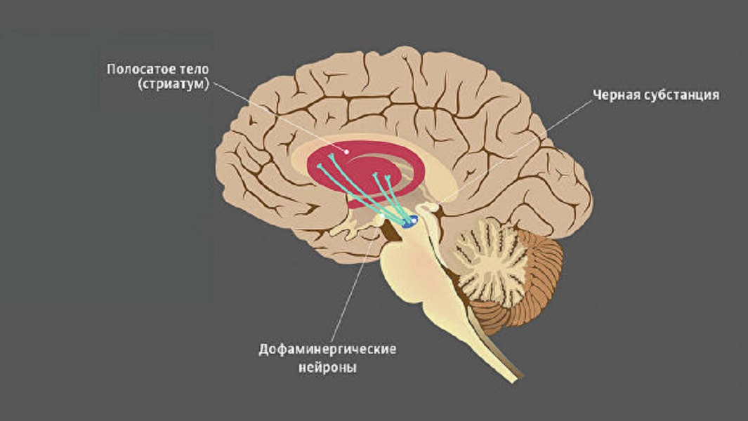 Длинные отростки головного мозга. Стриатум (striatum). Полосатое тело. Черная субстанция. Черная субстанция мозга.
