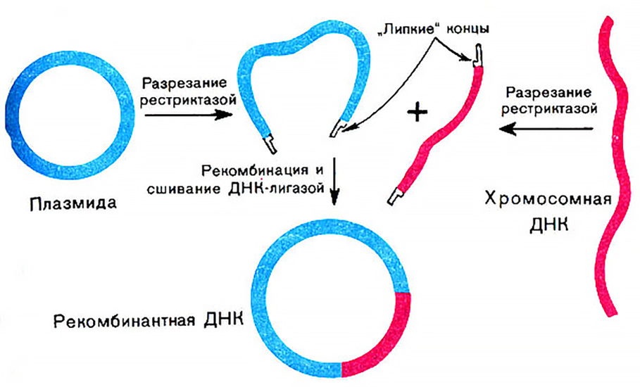 Пересадка днк. Метод рекомбинантных плазмид схема. Введение рекомбинантной плазмиды в бактериальную клетку. Метод рекомбинантных плазмид генная инженерия. Схема получения рекомбинантной плазмиды.