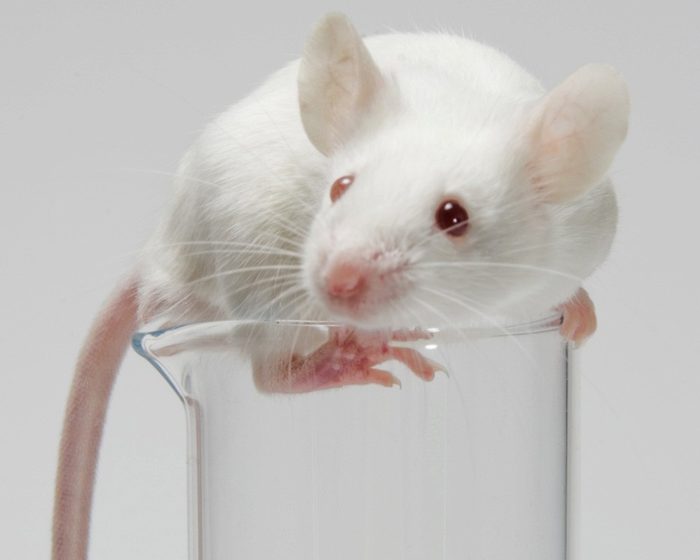 Белые лабораторные мыши