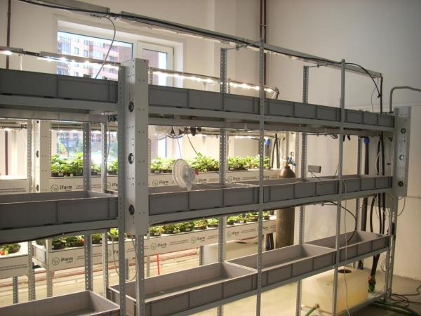 В Академгородке реализуется первый в стране коммерческий проект по созданию вертикальных ферм
