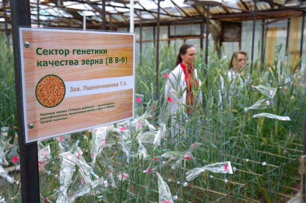 Повысить качество зерна - цельнового исследования ученых ИЦиГ СО РАН