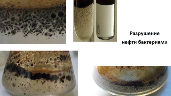 Новый способ очистки нефтяных скважин от пробок представили новосибирские ученые
