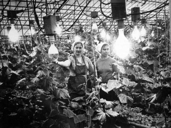 О советском опыте развития земледелия в условиях Крайнего Севера