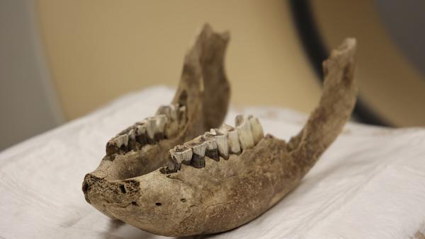 Ученые НГУ впервые провели исследования челюстей шерстистого носорога на компьютерном томографе