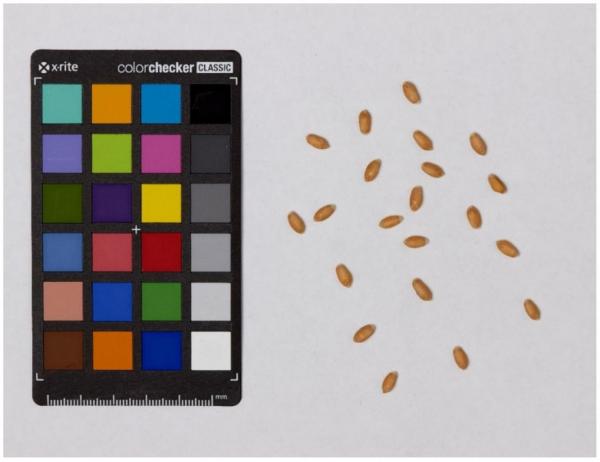 Ученые установили, как цвет зерна связан со сроками его хранения и всхожестью