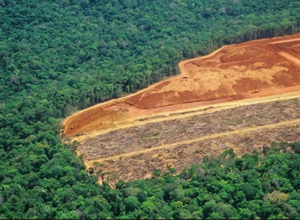 Почему тропические леса становятся источниками углеродных выбросов