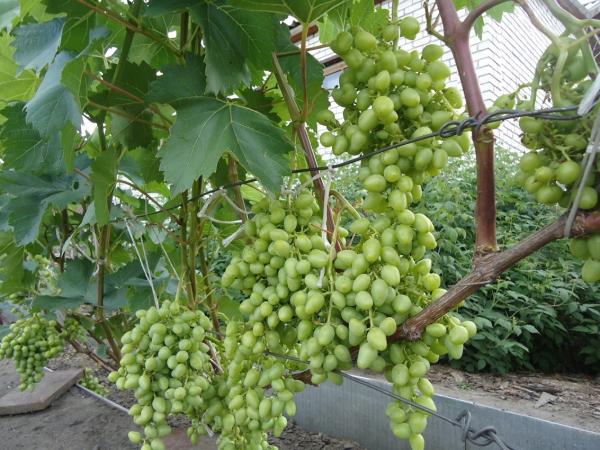 О подзабытой истории промышленного возделывания винограда на Алтае. Окончание