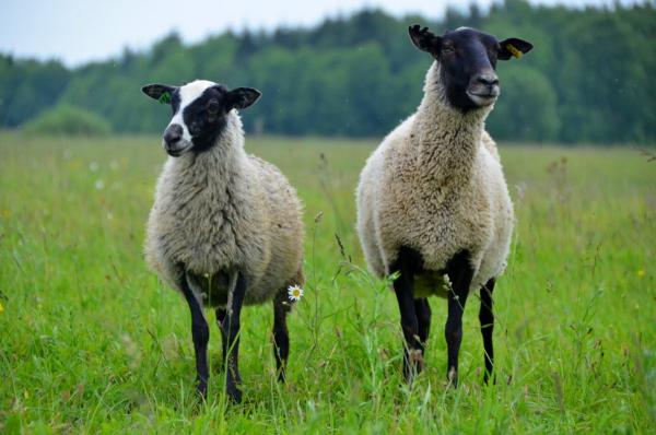 Ученые нашли новые гены-кандидаты, связанные с признаками мясной продуктивности овец