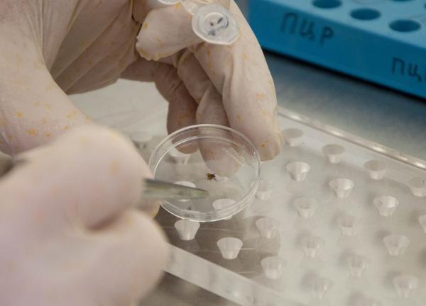 В ИХБФМ СО РАН завершили доклинические испытания препарата для экстренной профилактики и лечения вирусного клещевого энцефалита