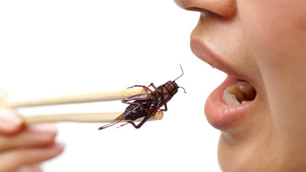 Сторонники «органического» сельского хозяйства приводят аргументы в пользу еды из насекомых