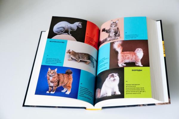 Генетики ИЦиГ СО РАН рассказали в новой книге историю кошек