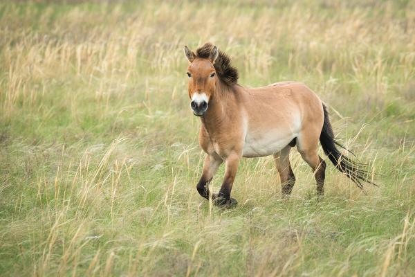 Ученые выяснили, почему одомашненные лошади так быстро распространились по Евразии