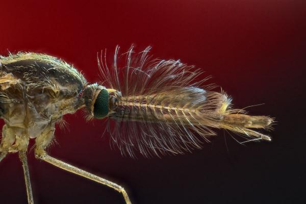 Пять экзотических способов умереть от укуса комара