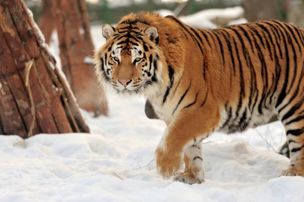 Самые известные проекты по восстановлению популяций редких животных в России