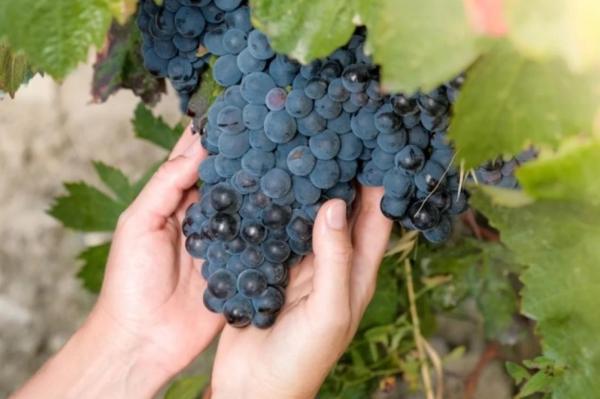 Почему бы нам не замахнуться на винную классику? Часть Вторая