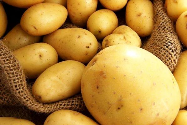 В Новосибирске создали устойчивый к засухе и паразитам сорт картофеля