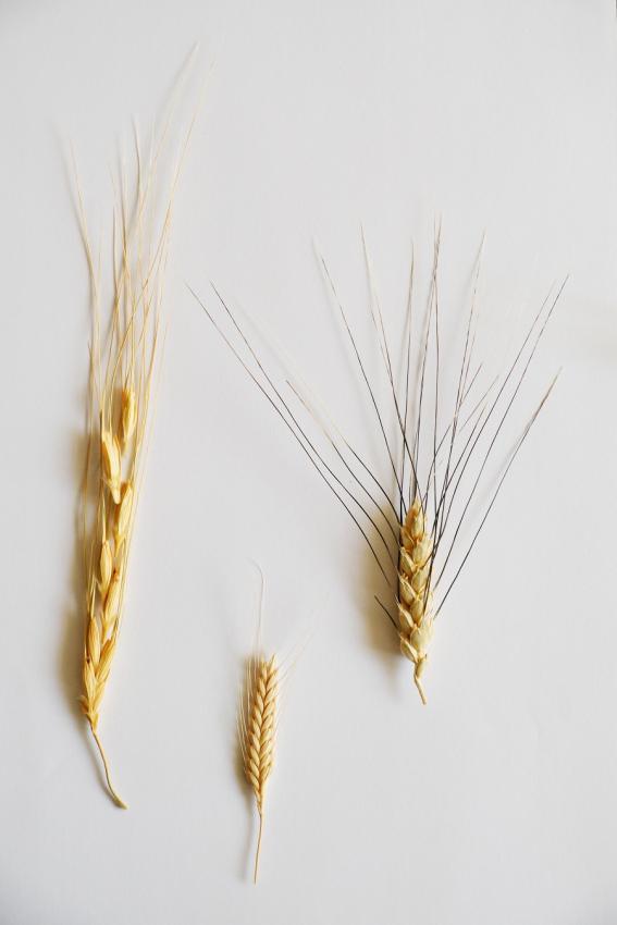 Ученые ИЦиГ изучат генетические механизмы контроля скороспелости яровой мягкой пшеницы