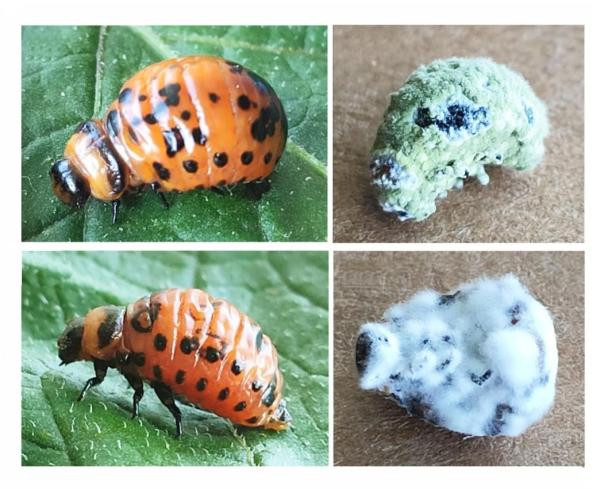 Ученые изучили гены, которые помогают вредителю справляться с болезнями