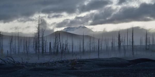 Ученые пытаются оценить вклад «призрачных лесов» в глобальное потепление