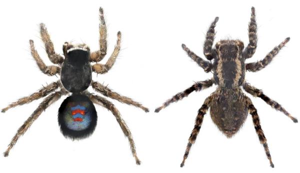 В Испании группа ученых совместно с исследовательницей из Новосибирска обнаружила новый вид пауков