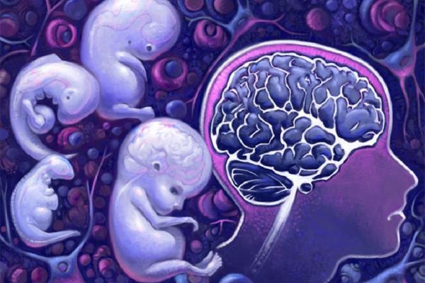 Создан метод, позволяющий отслеживать развитие мозга плода в утробе