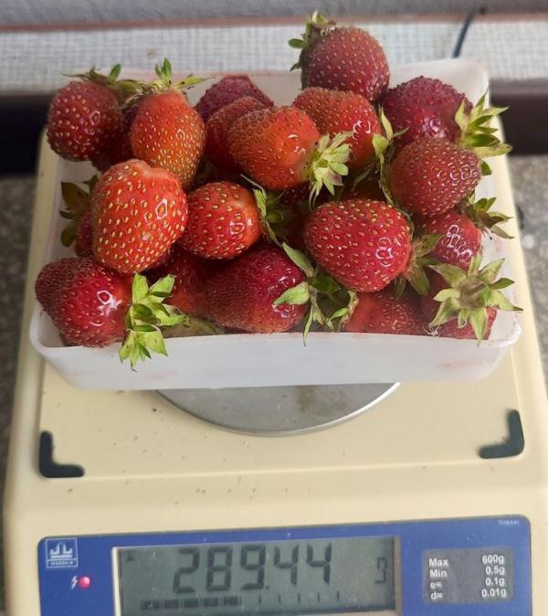 Ученые оценили сорта садовой земляники для Западной Сибири