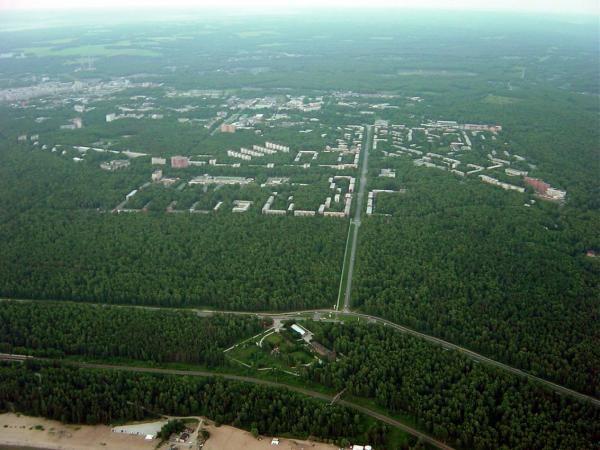 Лесные «островки» Новосибирского Академгородка нуждаются в профессиональном уходе, считают ученые-биологи