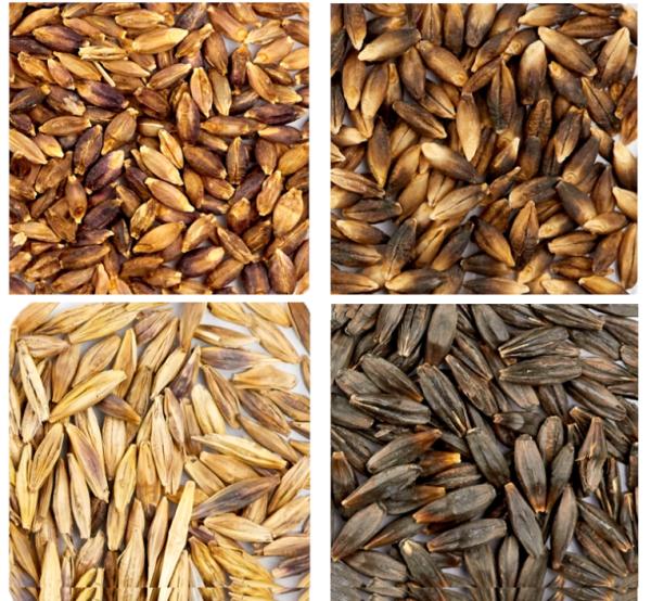 Представляем новость из свежего номера "Вавиловского журнала генетики и селекции"