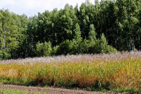 Сибирские ученые исследуют способы термической переработки биомассы