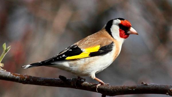 Новосибирские ученые нашли у певчих птиц дополнительную хромосому