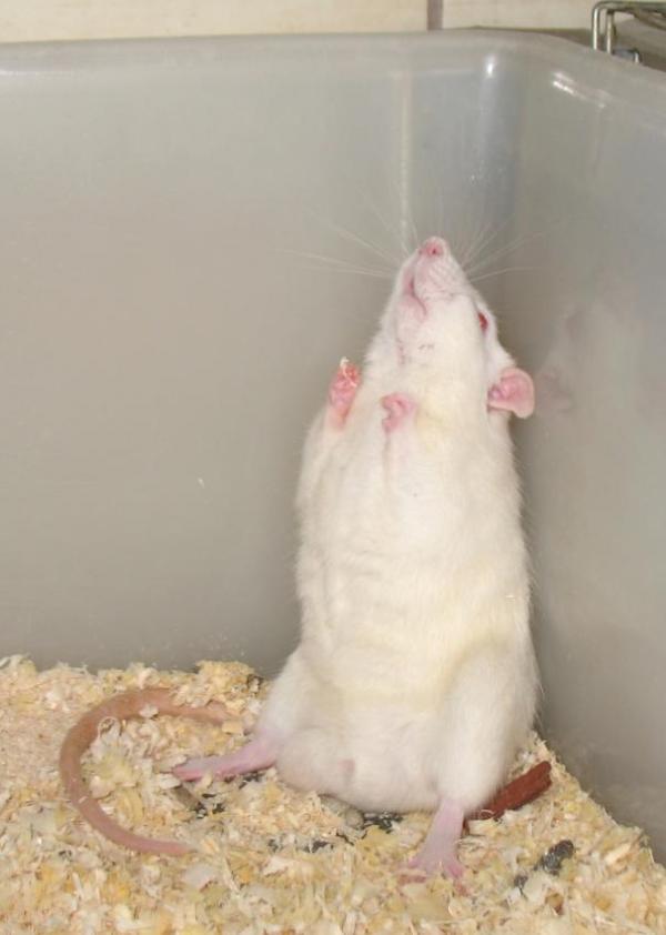Ученые ИЦиГ изучат механизмы шизофрении на крысах