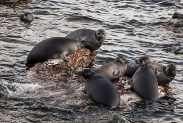 Как байкальская нерпа адаптируется к изменениям окружающей среды