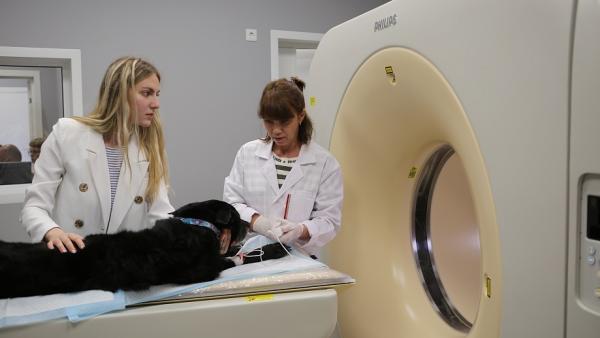 В НГУ открылся томографический центр для исследований на крупных животных