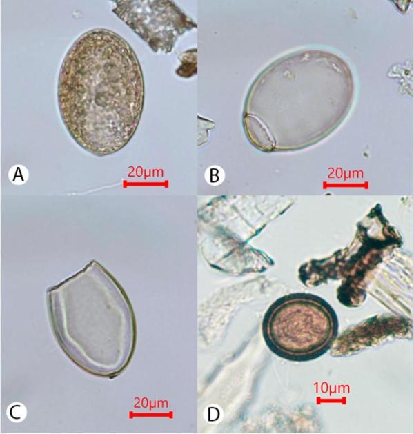 Ученые исследовали паразитарные заболевания у древних собак из Восточной Сибири возрастом 9 000 лет
